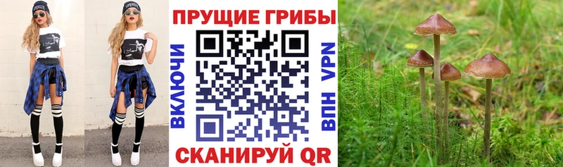 Купить где  Кирово-Чепецк  Псилоцибиновые грибы мицелий 